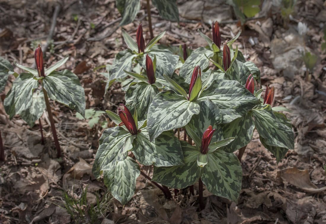 A group of plants with red and white flowers growing in the woods.