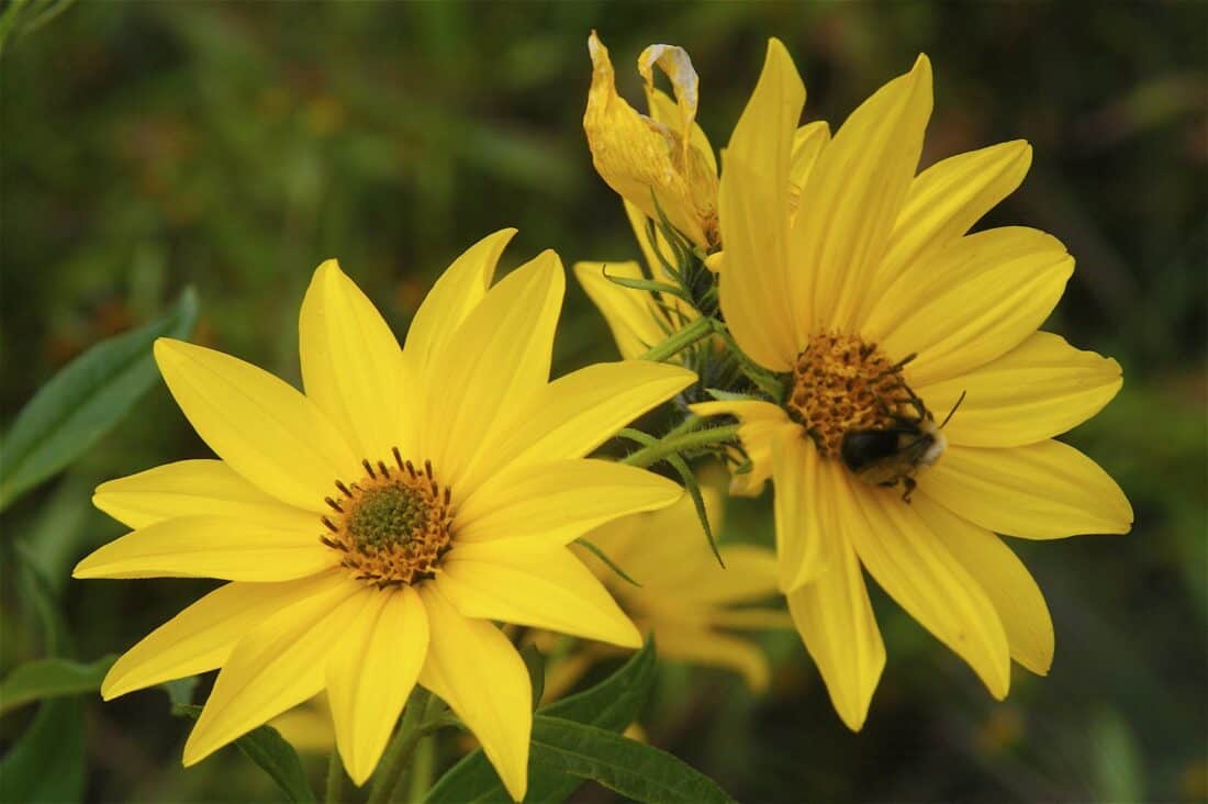Two yellow flowers with a bee on them. Helianthus grosseserratus