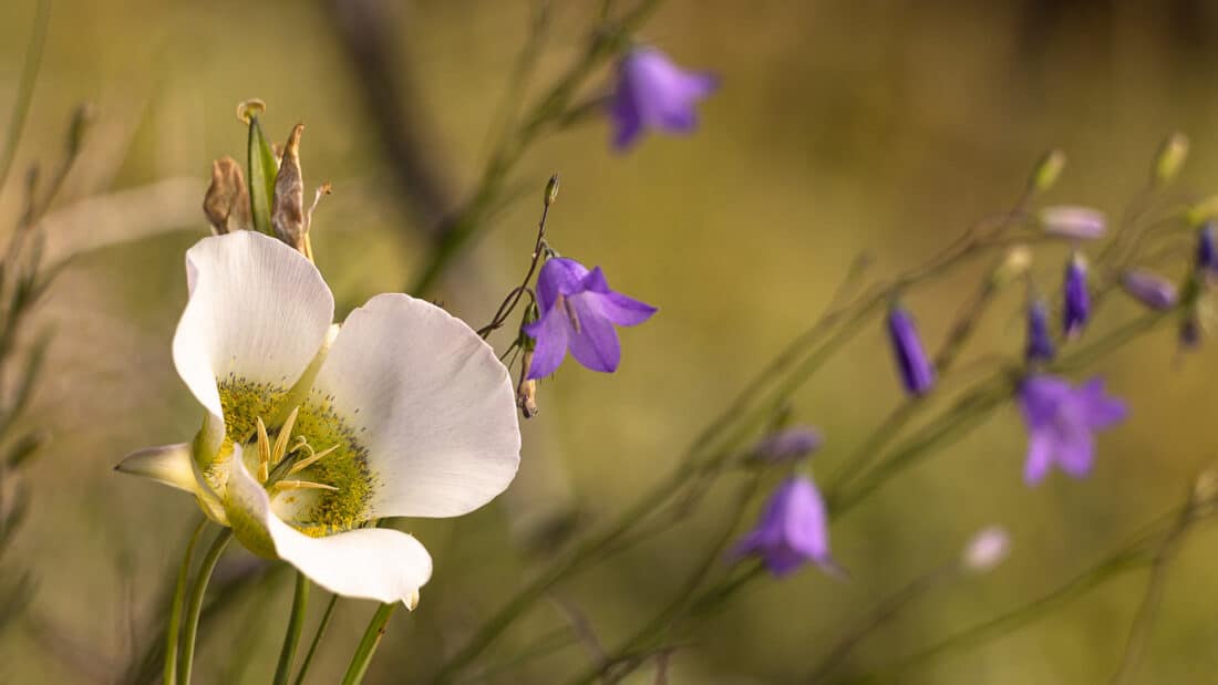 A white flower in a field.