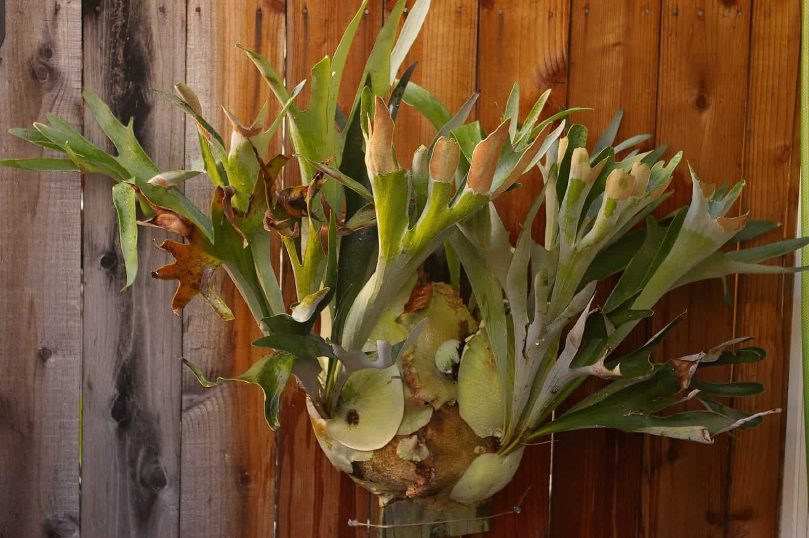 Large staghorn ferns mounted on a wooden background.