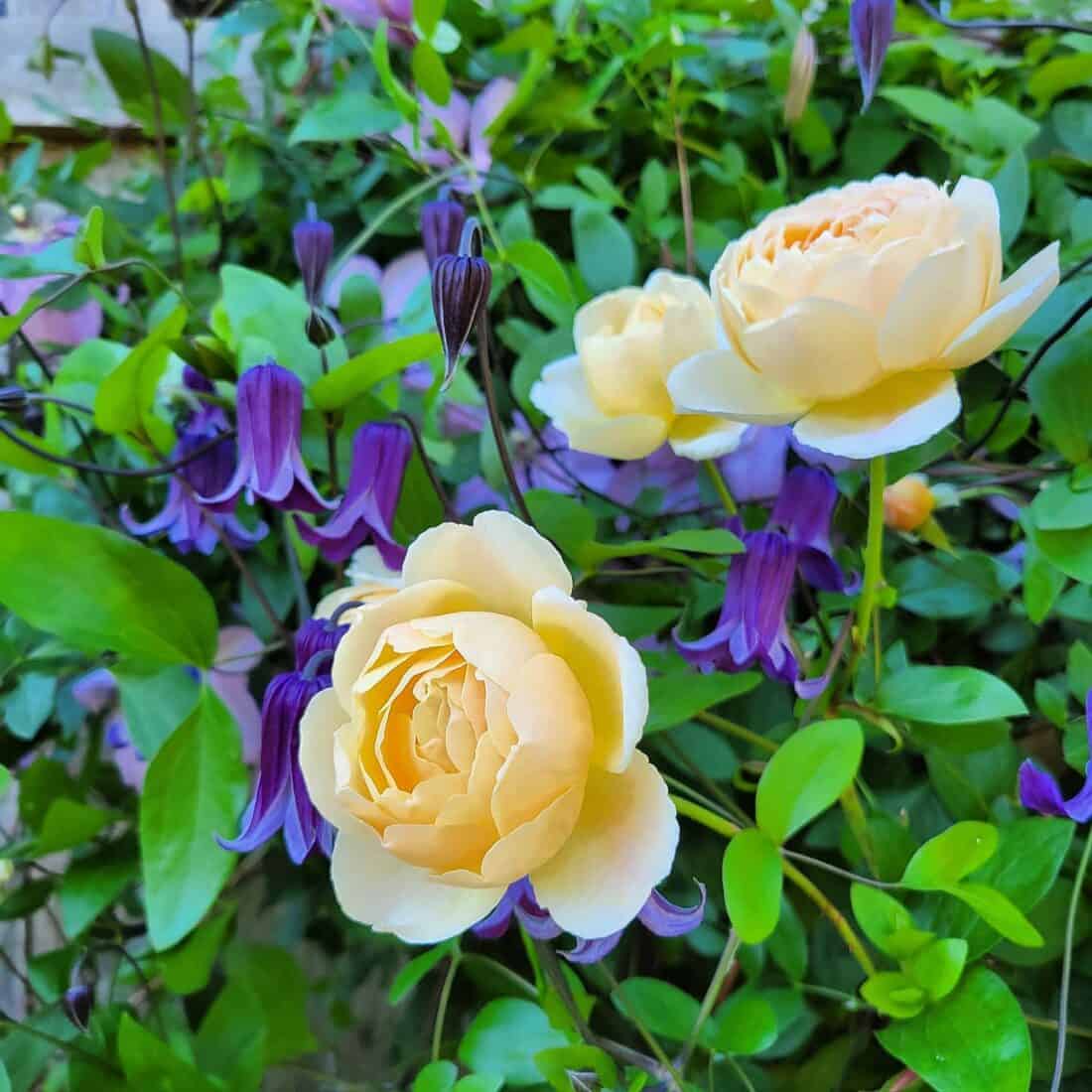 Pale yellow roses in bloom, nestled among purple Roguchi clematis flowers and green foliage.