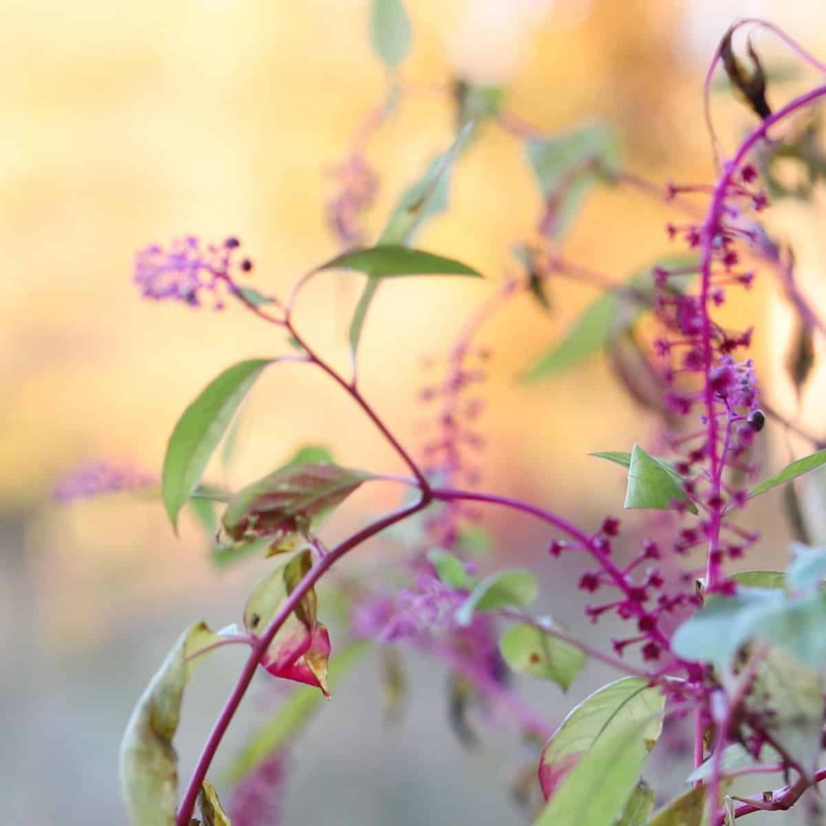 A close up of a plant with purple flowers.