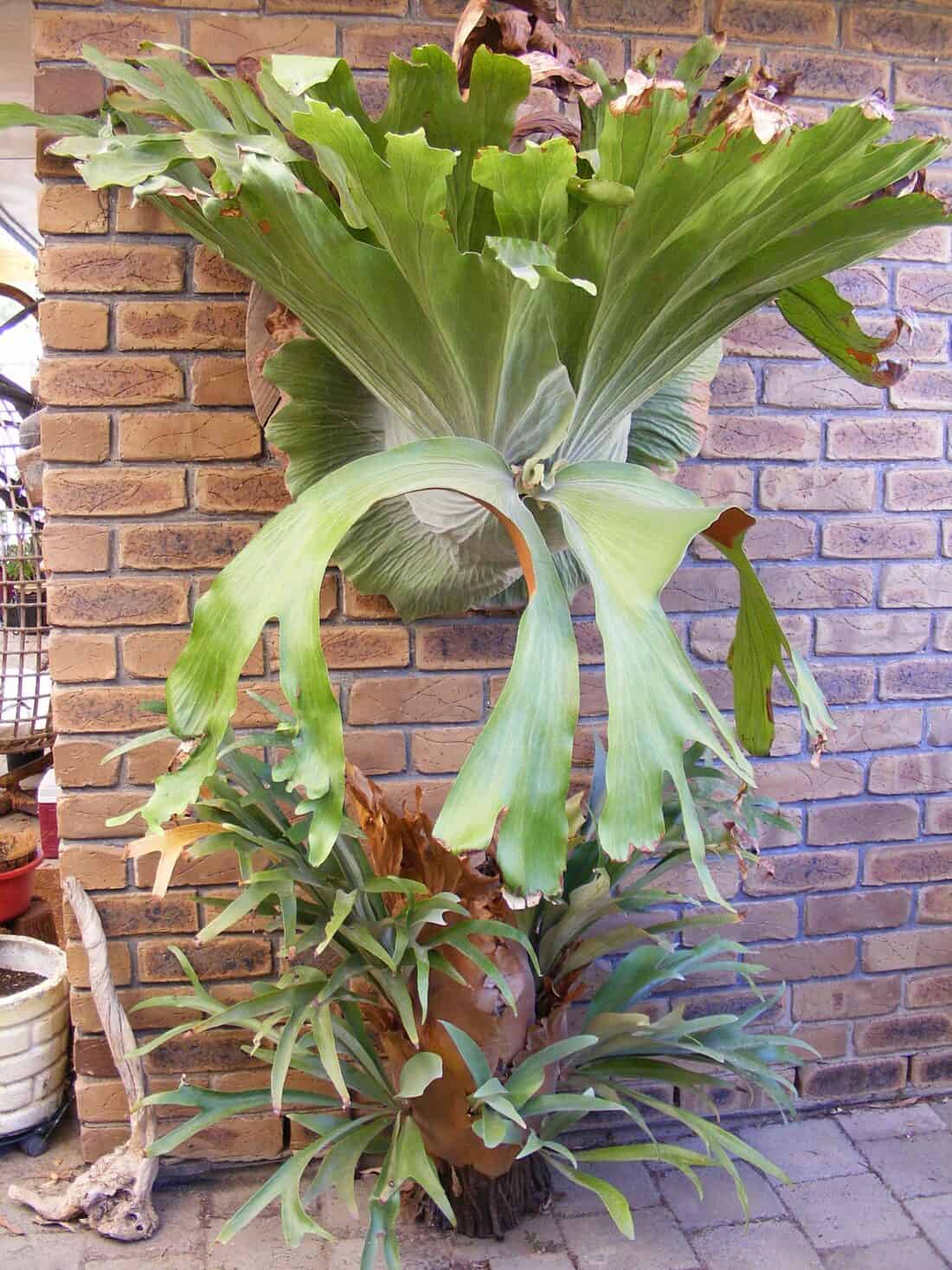 Large staghorn fern mounted on a brick wall.