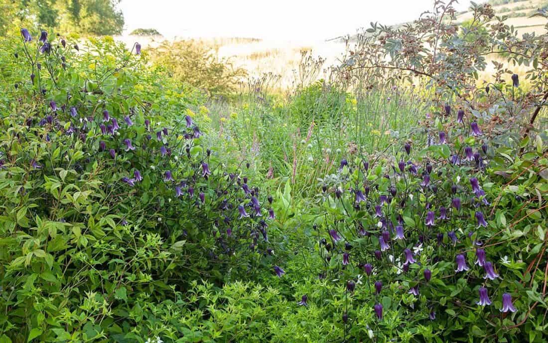 A lush green meadow with blooming purple flowers, including the captivating roguchi clematis, and a variety of plants.