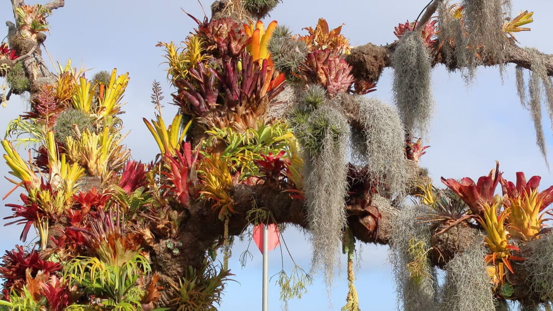 An ornate floral archway adorned with a variety of colorful bromeliads and hanging spanish moss under a clear blue sky.