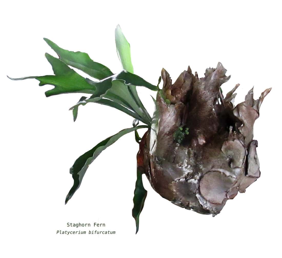 Staghorn fern (platycerium bifurcatum) with large, brown shield fronds and green, antler-like foliage fronds.