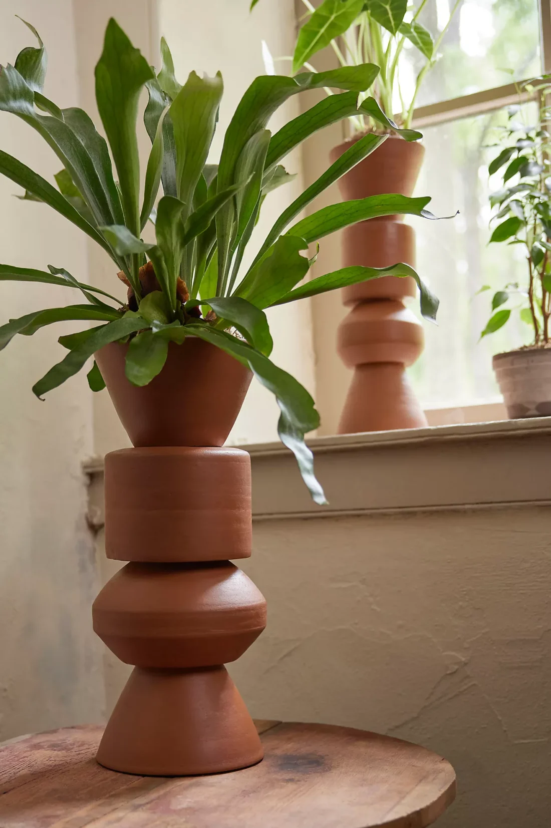 A potted plant with broad green leaves stacked on a series of inverted terracotta pots, placed near a window with more plants in the background.