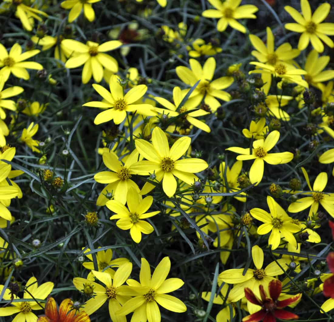 A cluster of vibrant yellow flowers with green foliage.