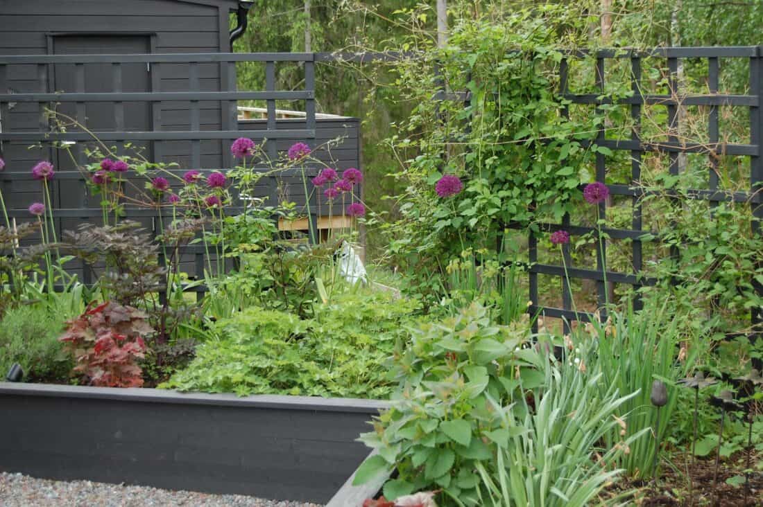 A garden makeover transformed the side yard, now featuring a black trellis and purple flowers.