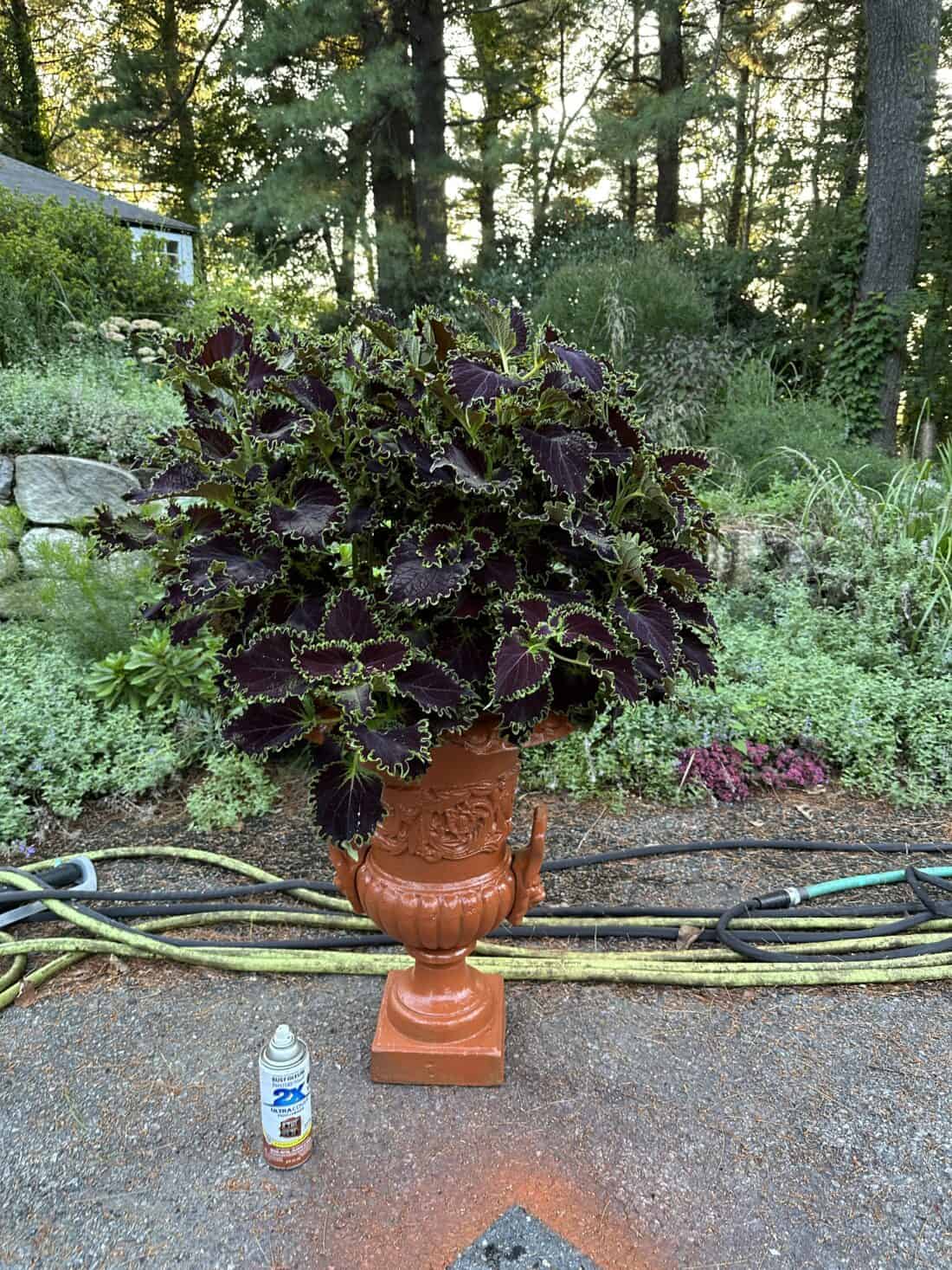 A large, lush coleus plant in a terracotta pot outdoors with a bottle of insect repellent on the ground to the left and garden hoses in the background.