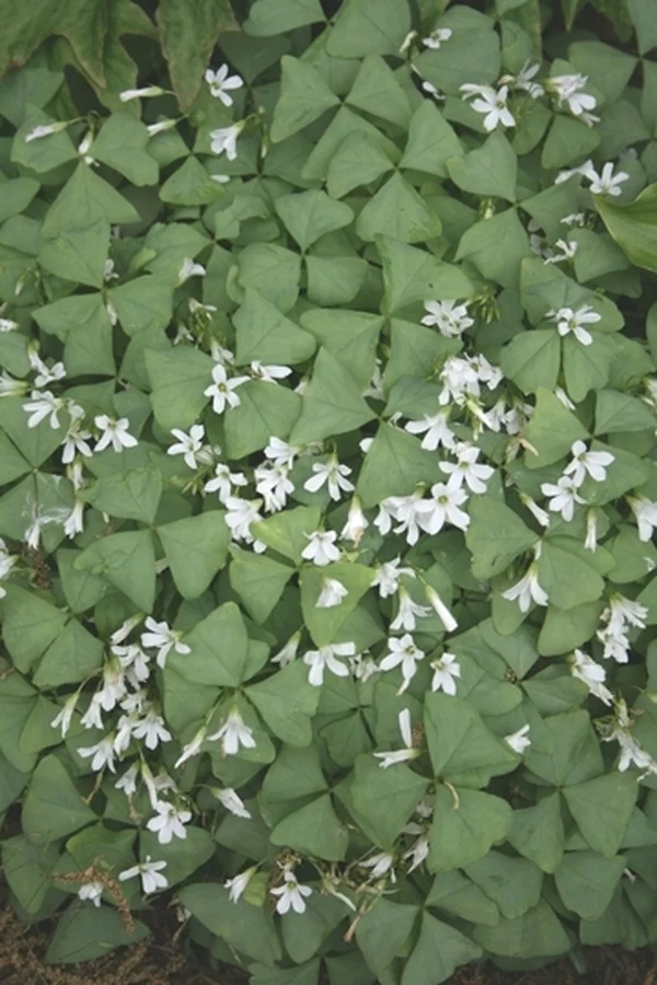 A group of white flowers and green leaves.