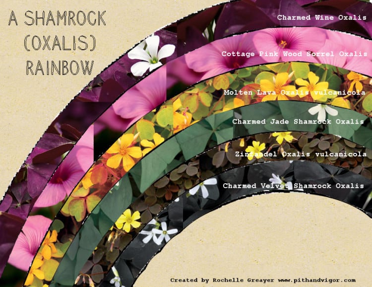 A rainbow of flowers in the shape of a shamrock.
