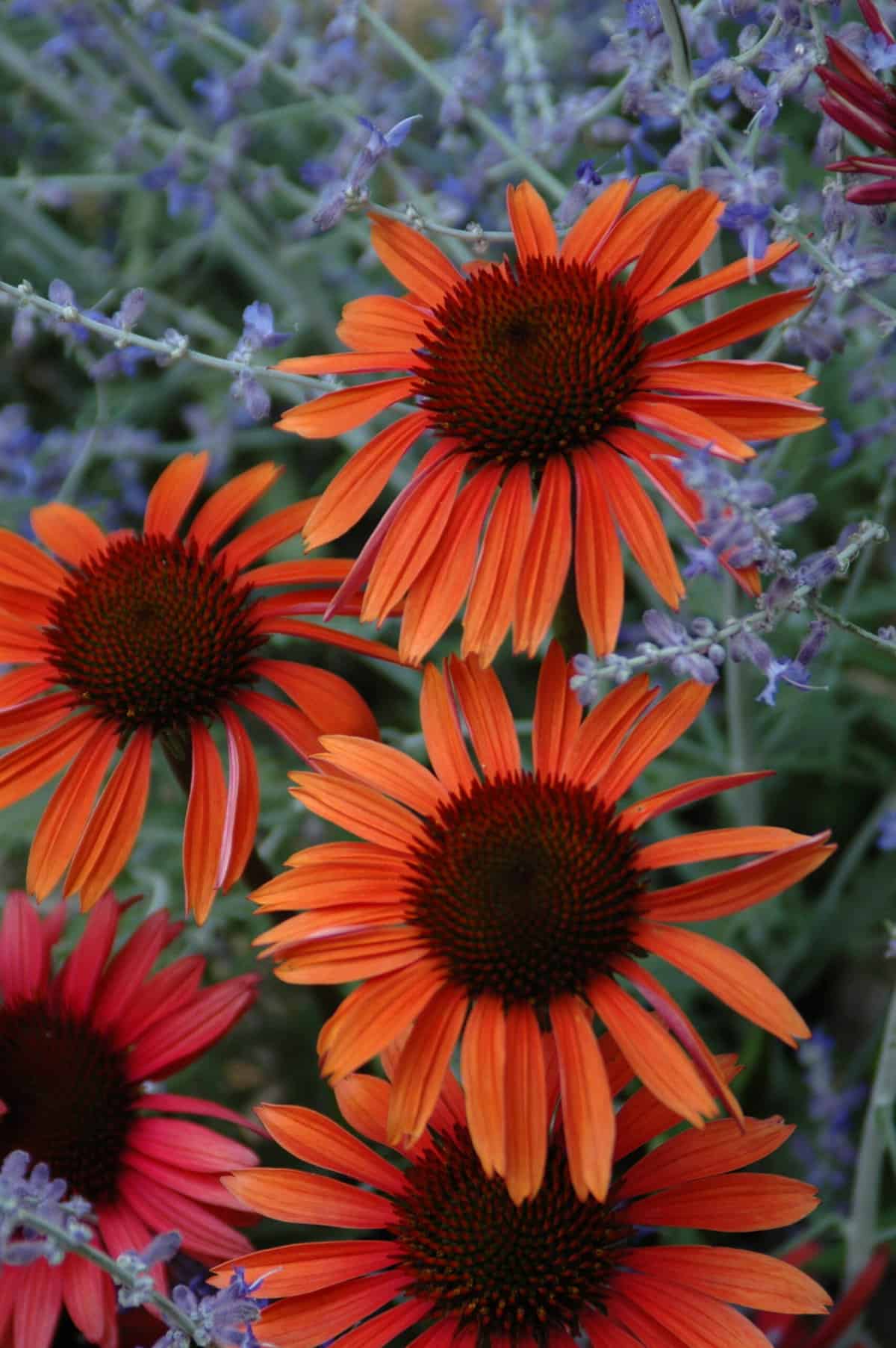 Vibrant orange coneflowers surrounded by delicate purple blooms.