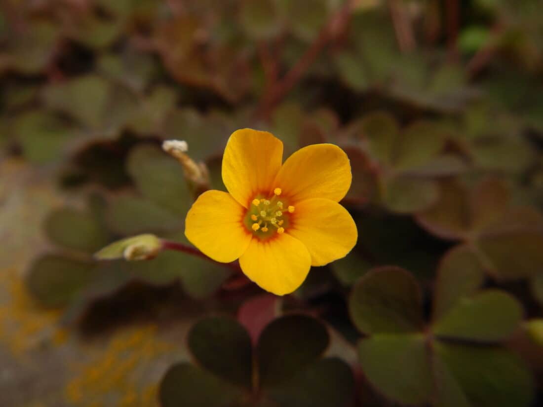 A small yellow flower is growing on a rock.