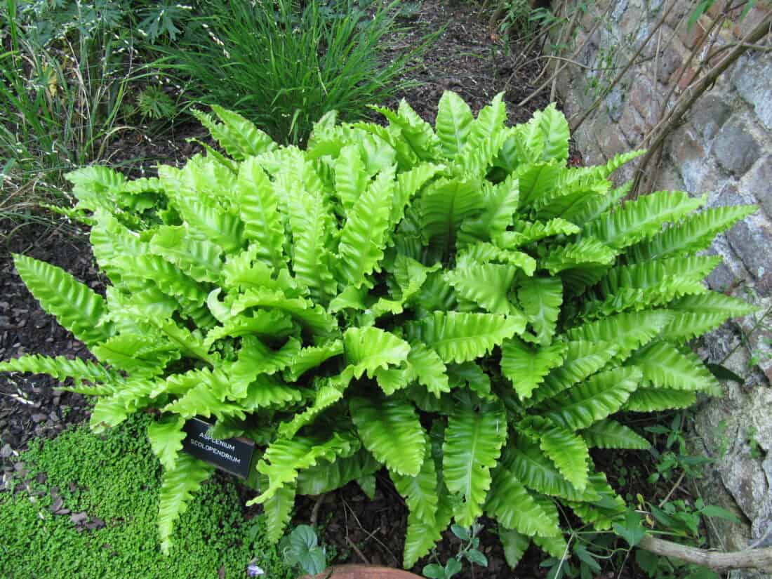 Lush green fern plant thriving in a garden bed. asplenium scolopendrium - hart's tongue fern