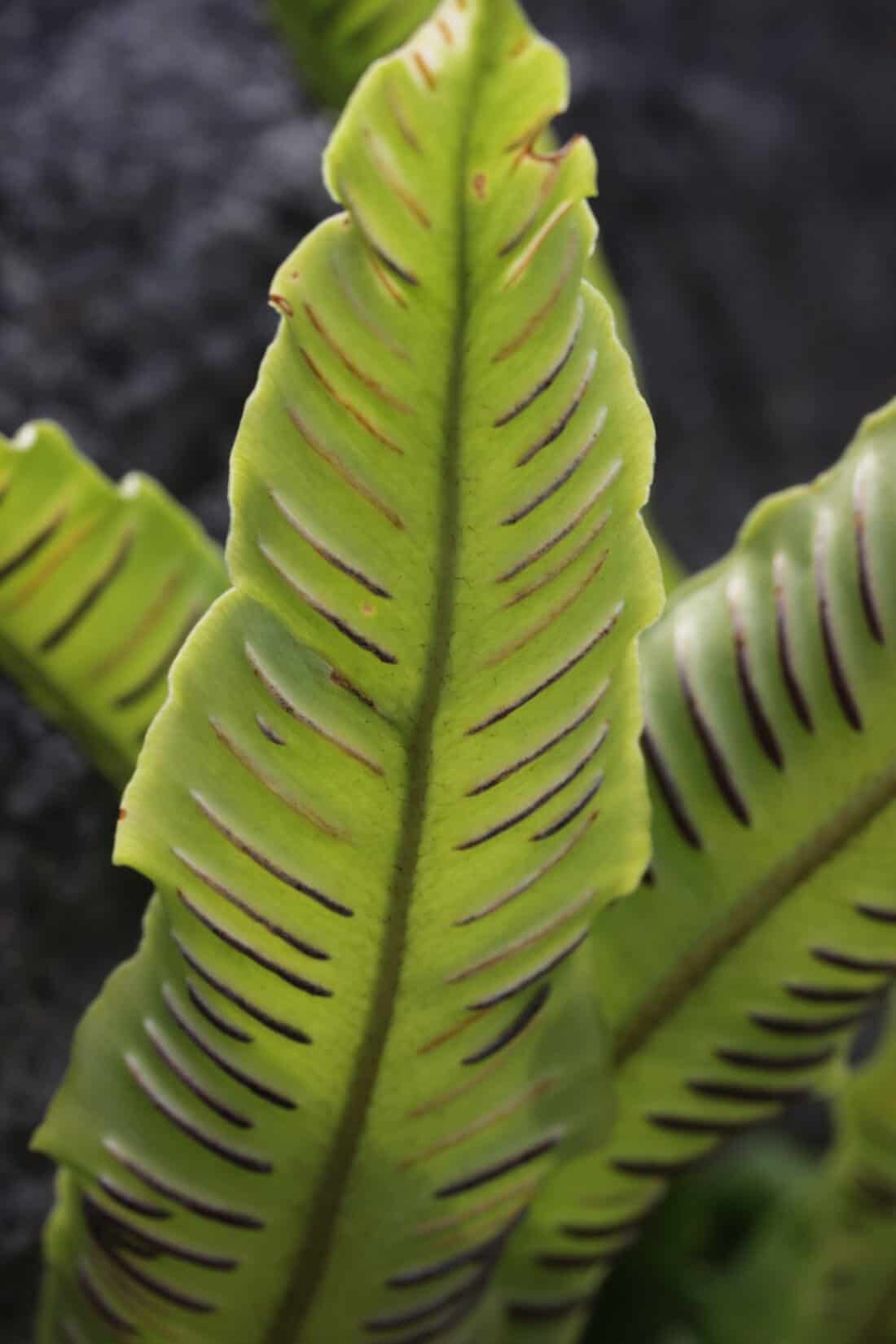 Close-up of a green fern leaf with distinctive spore patterns on the underside. asplenium scolopendrium - hart's tongue fern