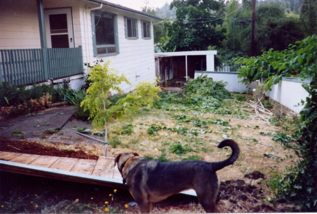 Dog in a residential backyard with plants and a wooden deck under construction.
