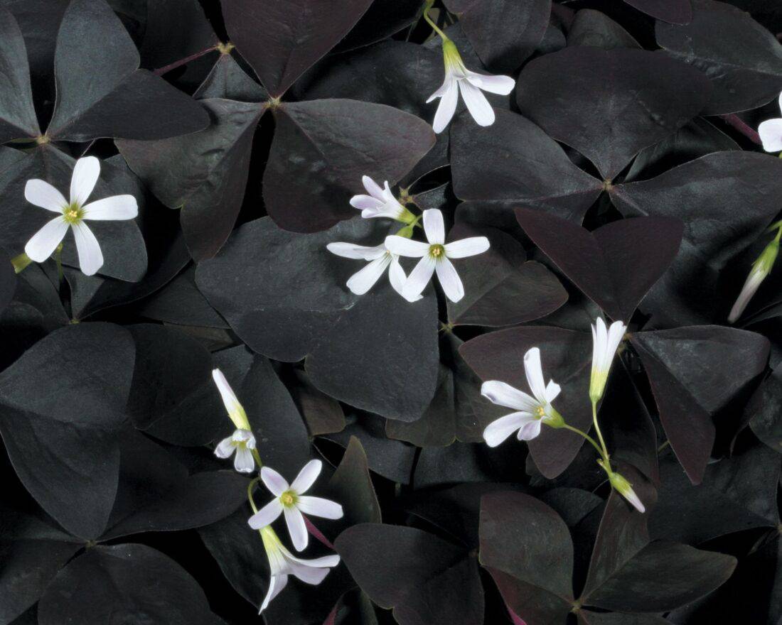 A black background with white flowers on it.