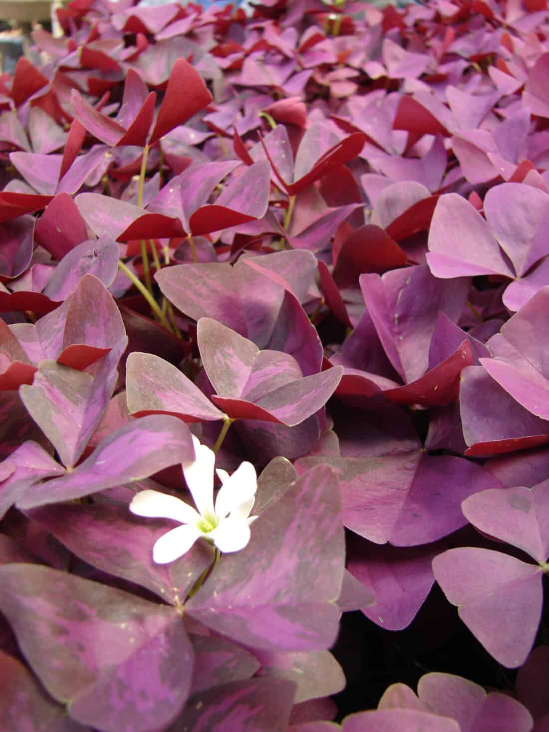 A group of purple leaves with a white flower.