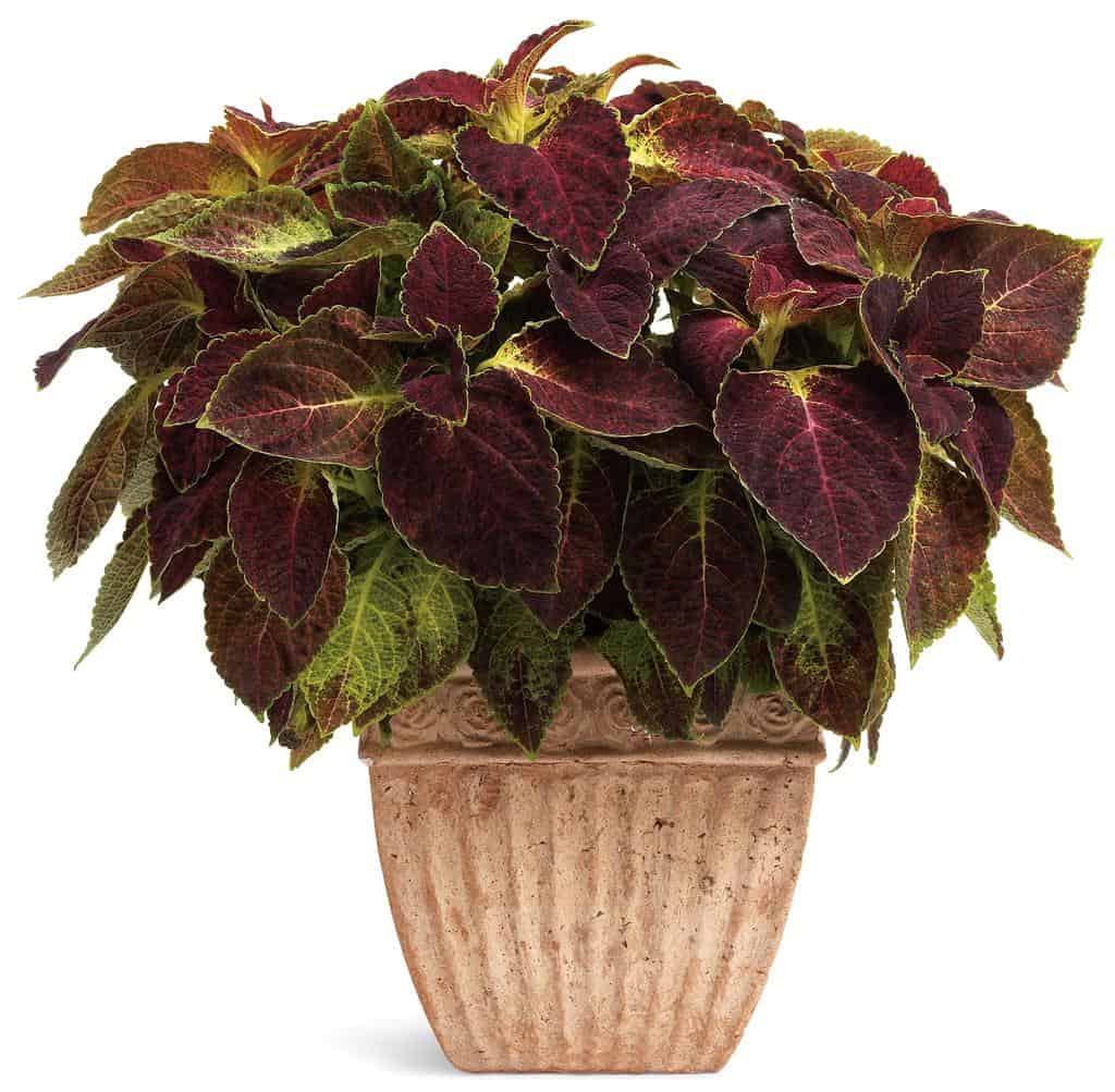 Potted coleus plant with variegated leaves in a terracotta pot.