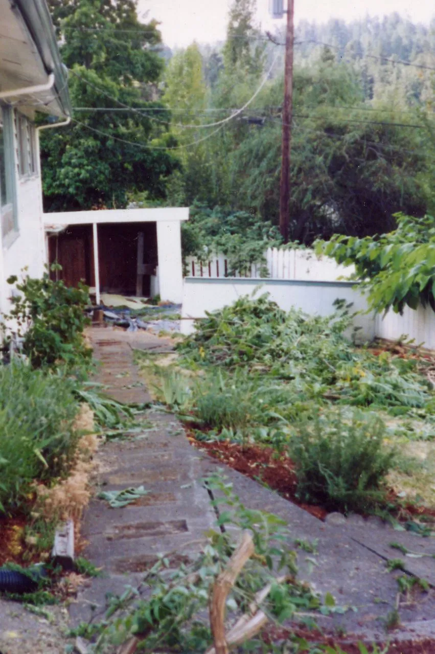 Storm-damaged backyard with fallen branches and debris along a stone pathway.