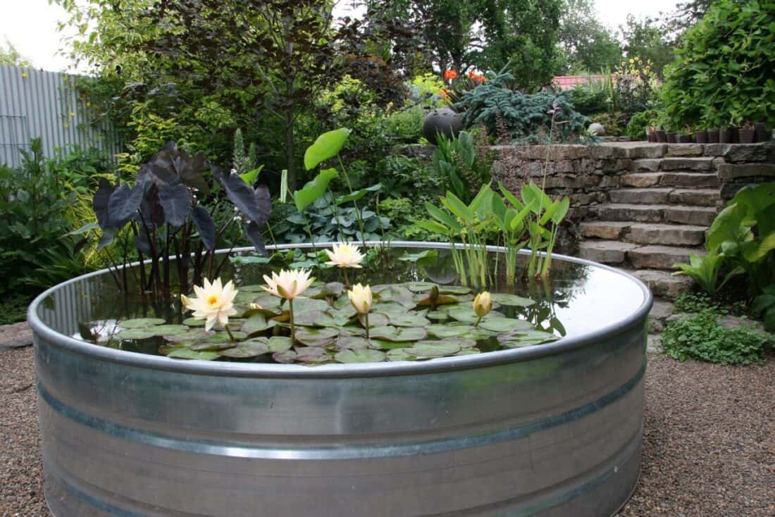 Metal container used as a pond with water lilies and surrounding garden plants.
