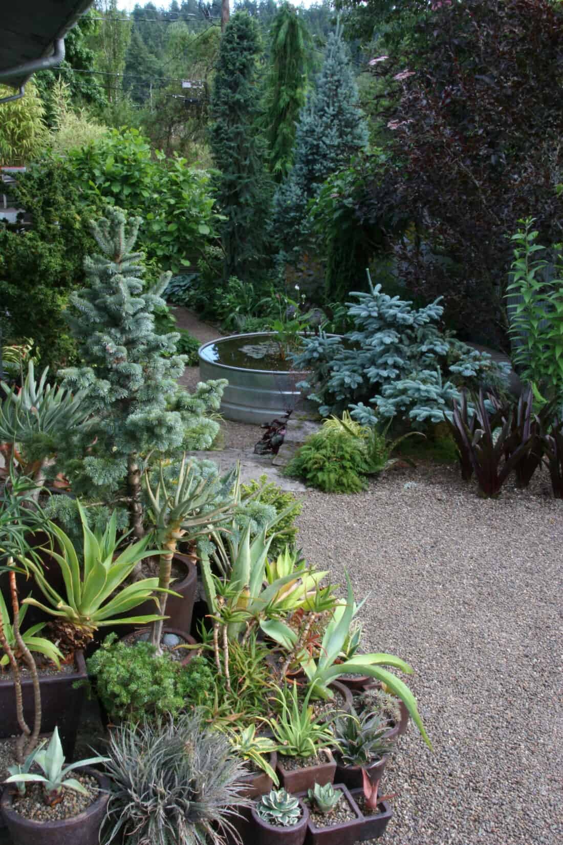 A serene garden with a variety of plants and a small circular pond, demonstrating lush landscaping.