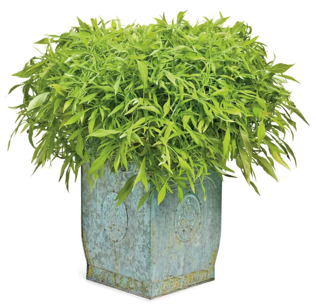 A lush green plant with pointed leaves in a decorative square pot with embossed details.
