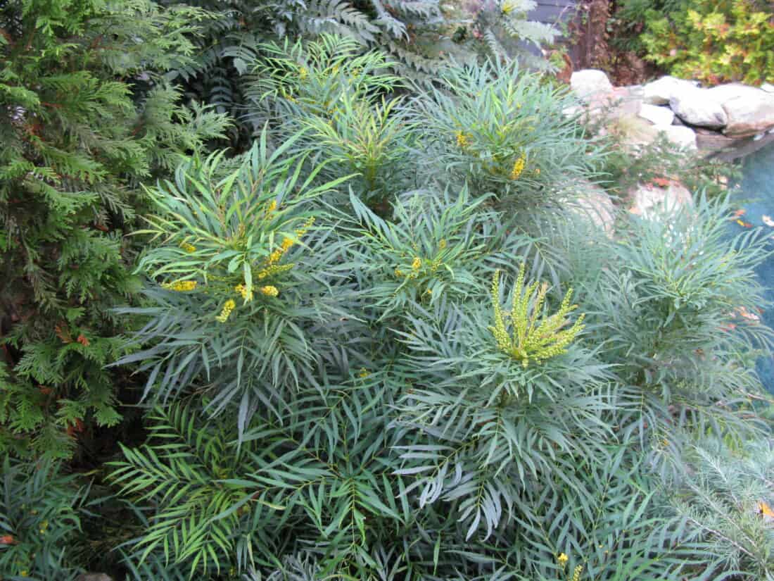 Lush green shrubs with needle-like leaves and yellow flowers in a garden setting. Mahonia Soft caress