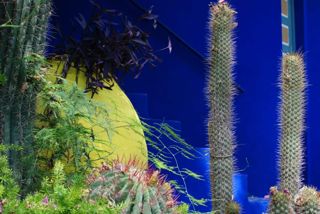A variety of cacti and succulents against a backdrop of vibrant blue and yellow walls in Majorelle Garden.