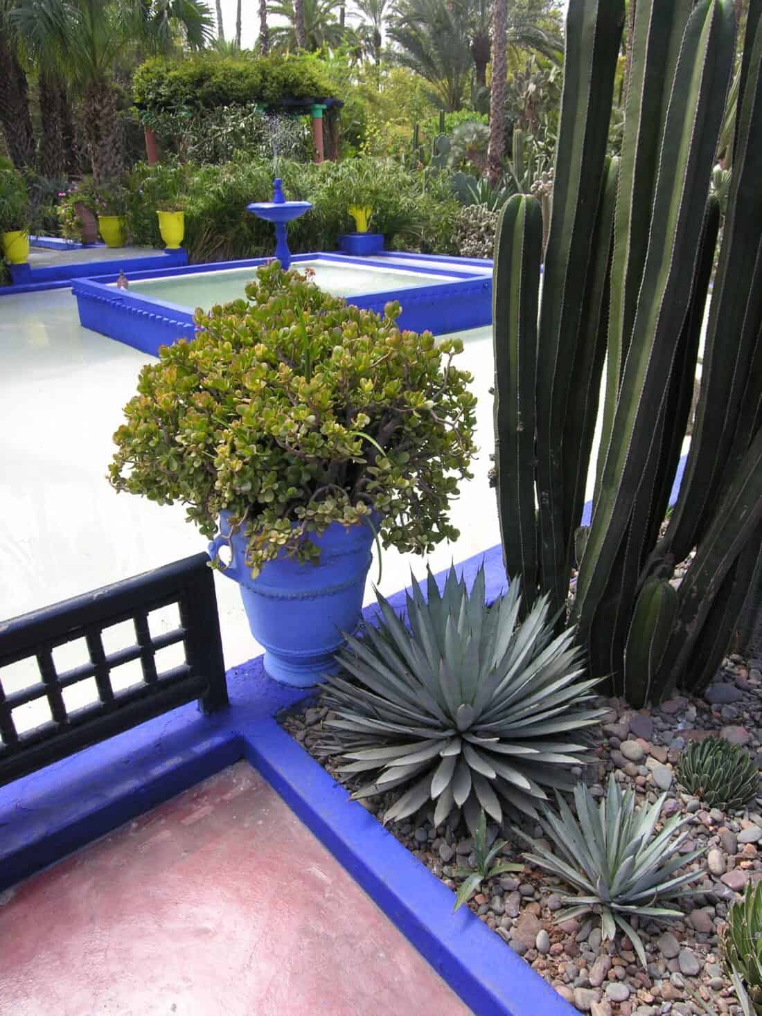 An ornamental Majorelle Garden with vibrant blue accents and a variety of cacti and succulent plants.