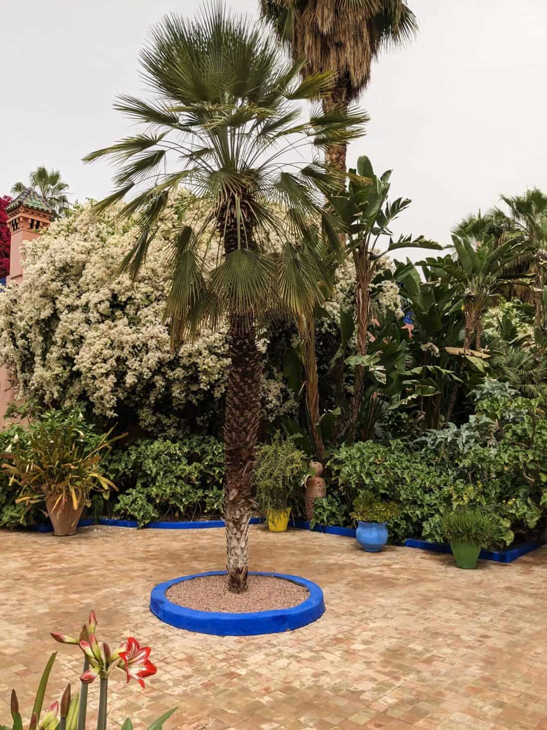 Palm tree surrounded by lush vegetation with a blue circular border in a garden setting.