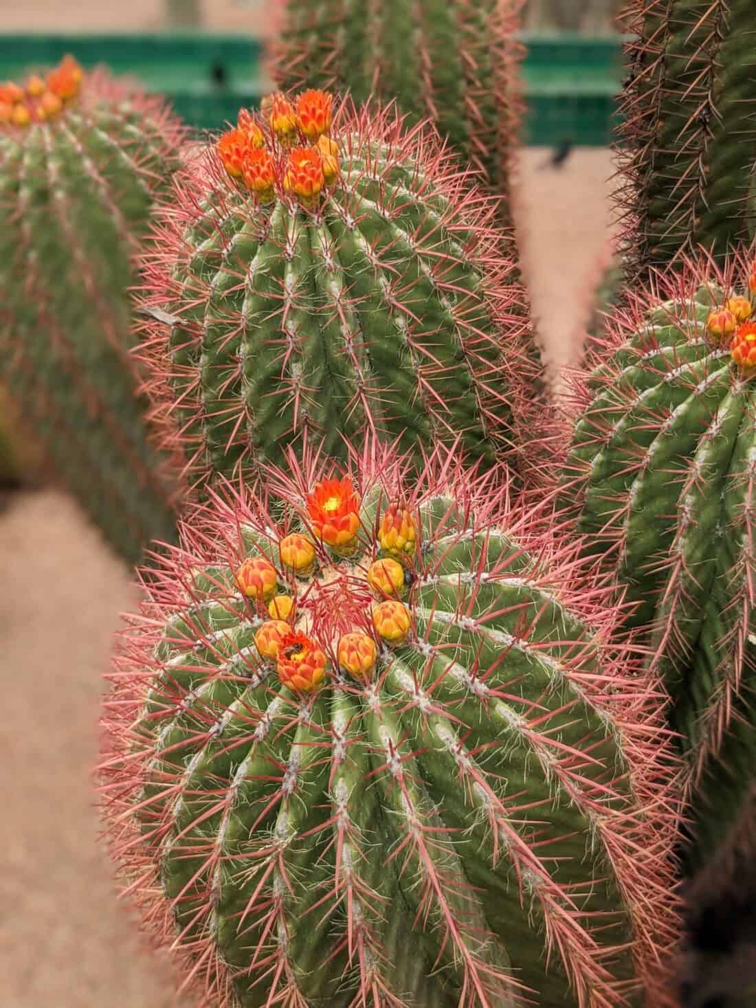 Barrel cacti with blooming orange flowers.