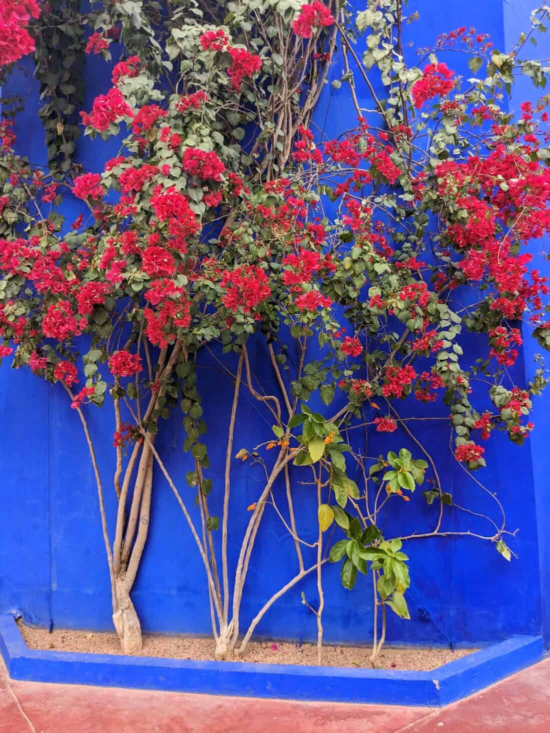 Vibrant red flowers cascading over a bold blue wall.
