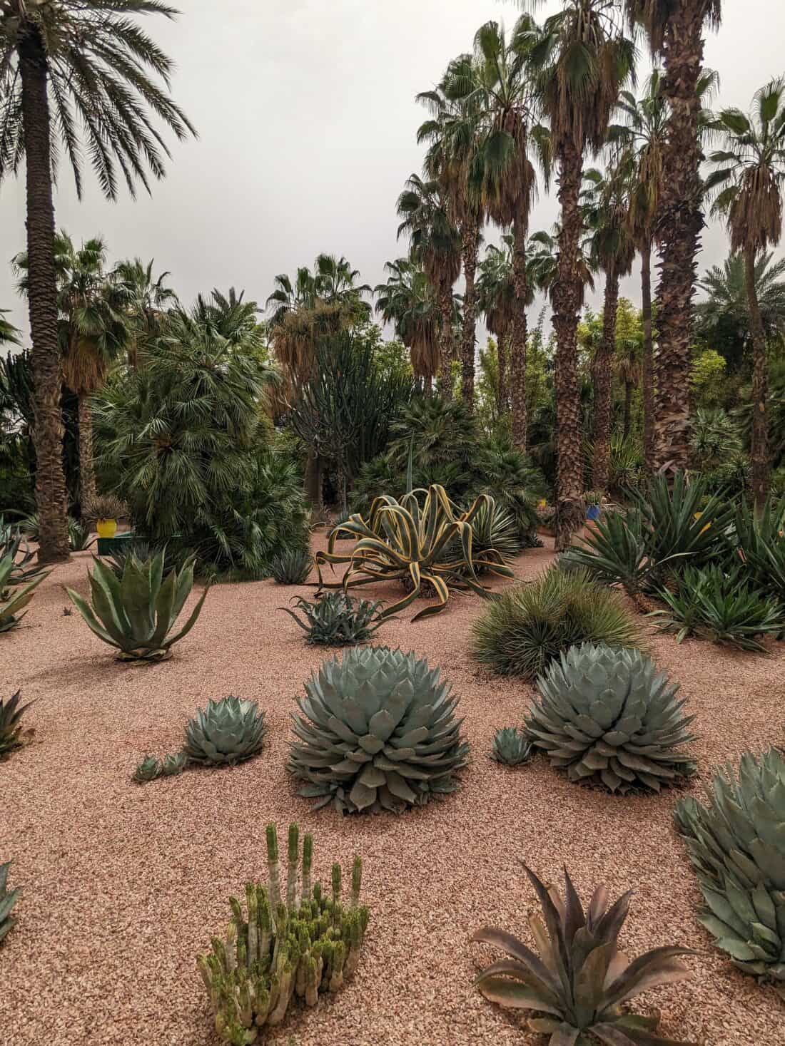 A desert garden with a variety of cacti and palm trees under overcast skies.