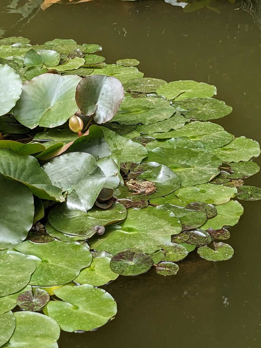 A frog and a snail on water lily pads in a pond.