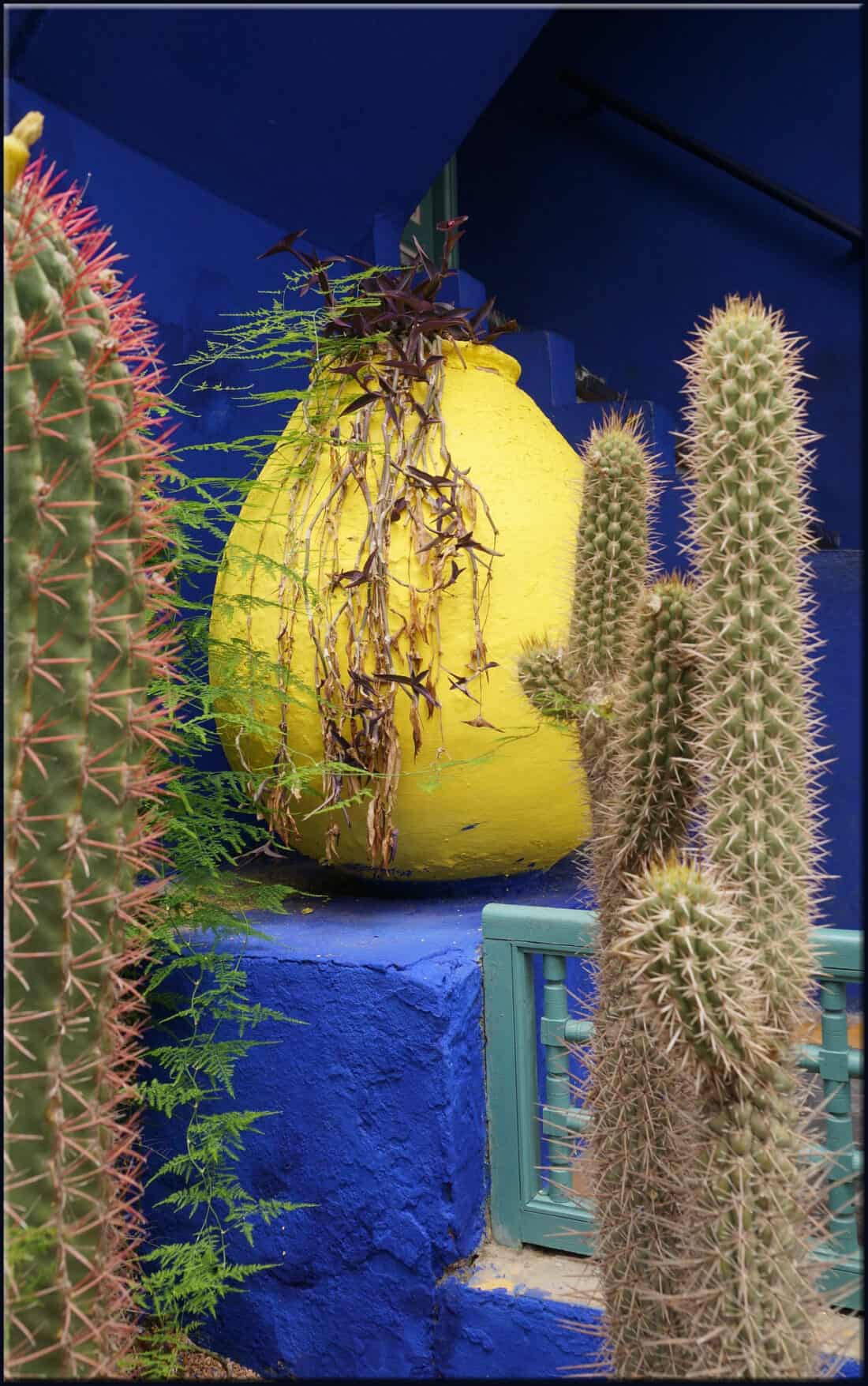 A vibrant yellow pot with a plant, surrounded by cacti against a Majorelle Garden blue backdrop.