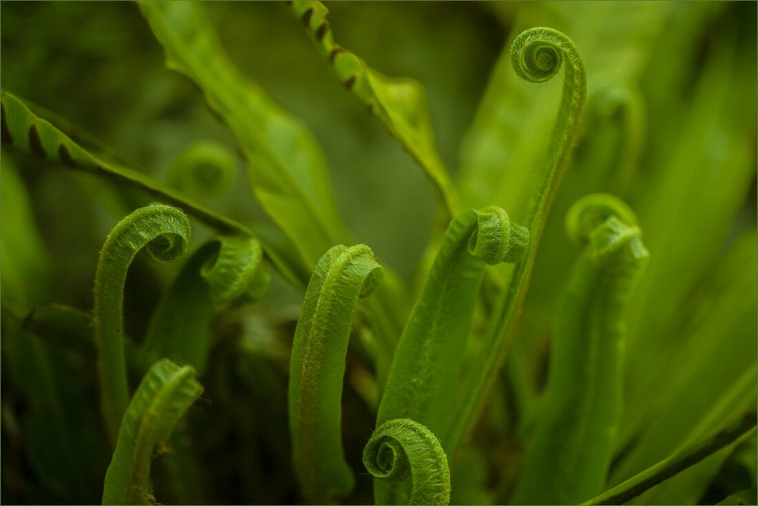 Young Asplenium scolopendrium fronds unfurling in a spiral pattern, known as fiddleheads, against a lush green background.