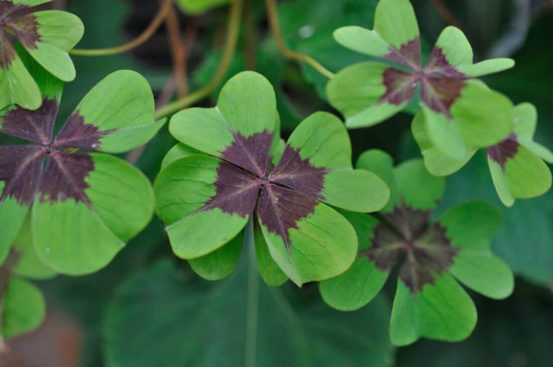 A close up of four leaf clovers.