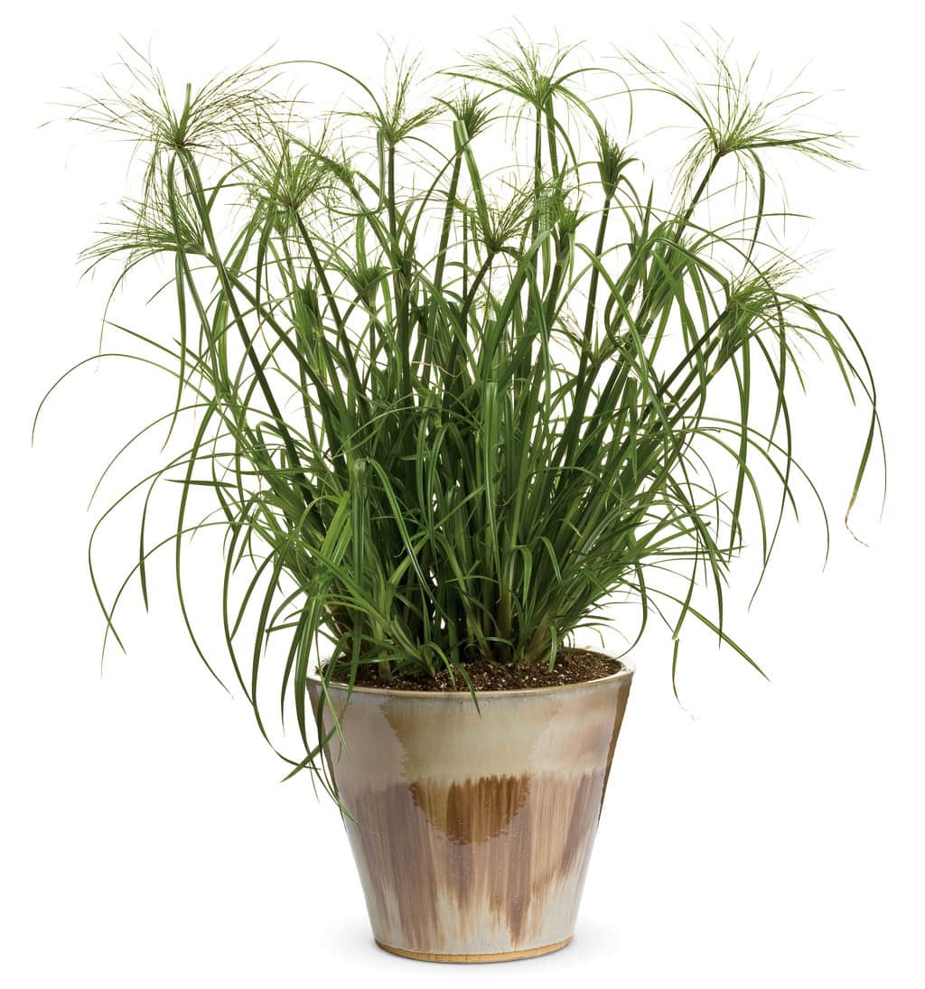 Potted cyperus plant with long green stems and feathery tops isolated on a white background.