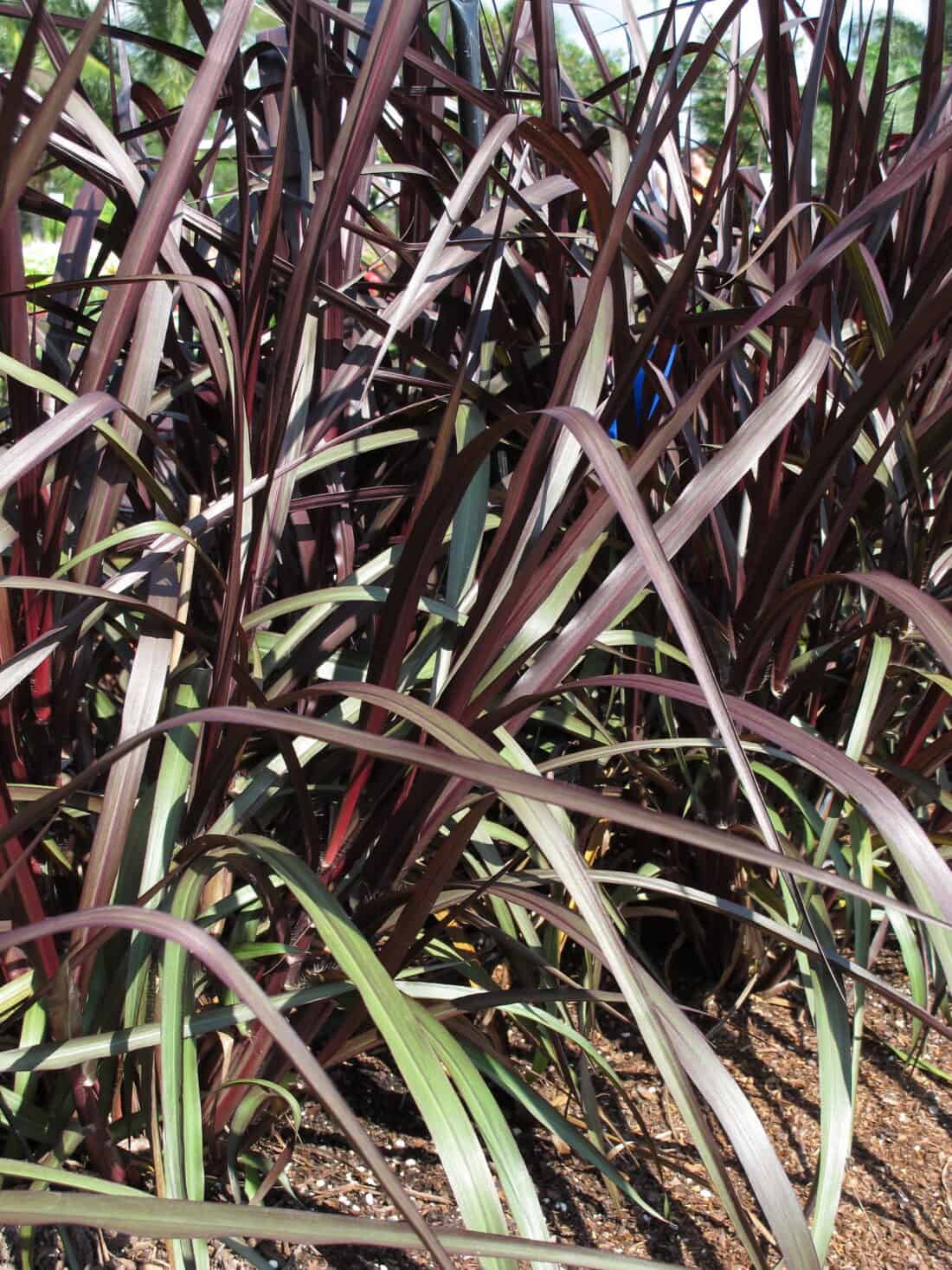Dense clump of ornamental grass with purple and green linear leaves. pennisetum 'vertigo' 