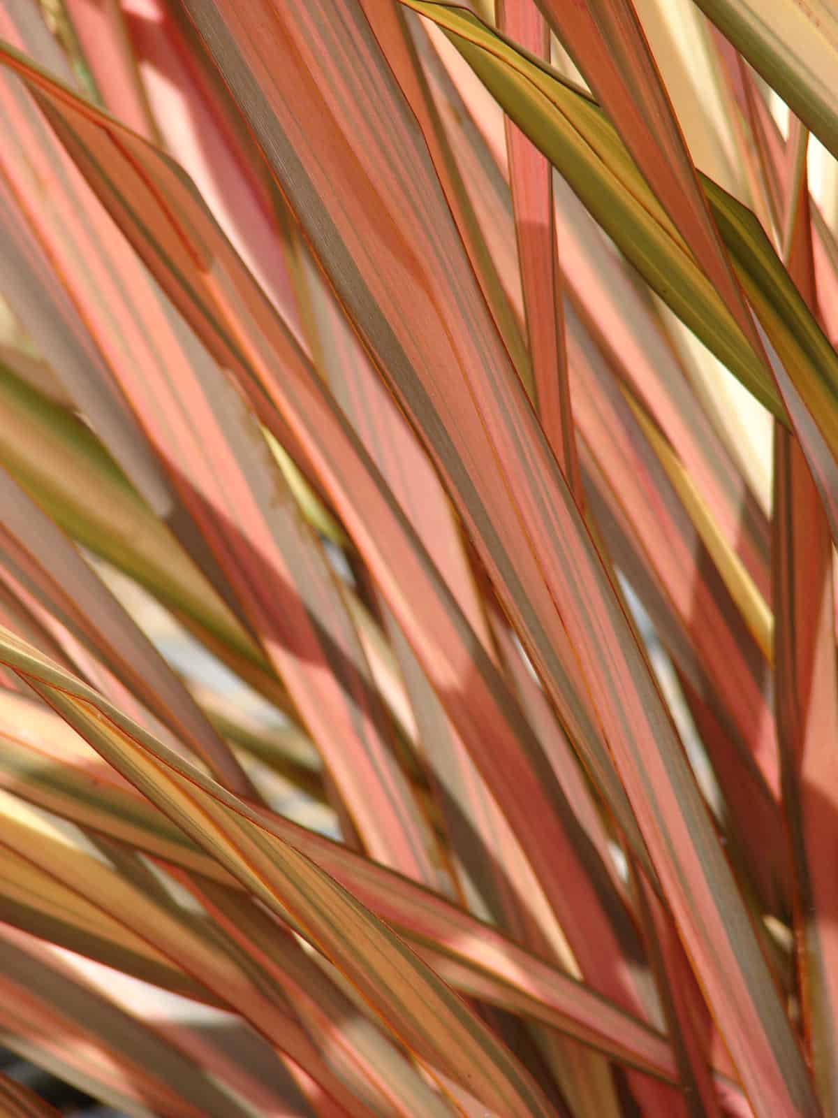 Close-up of interwoven red and green plant leaves.