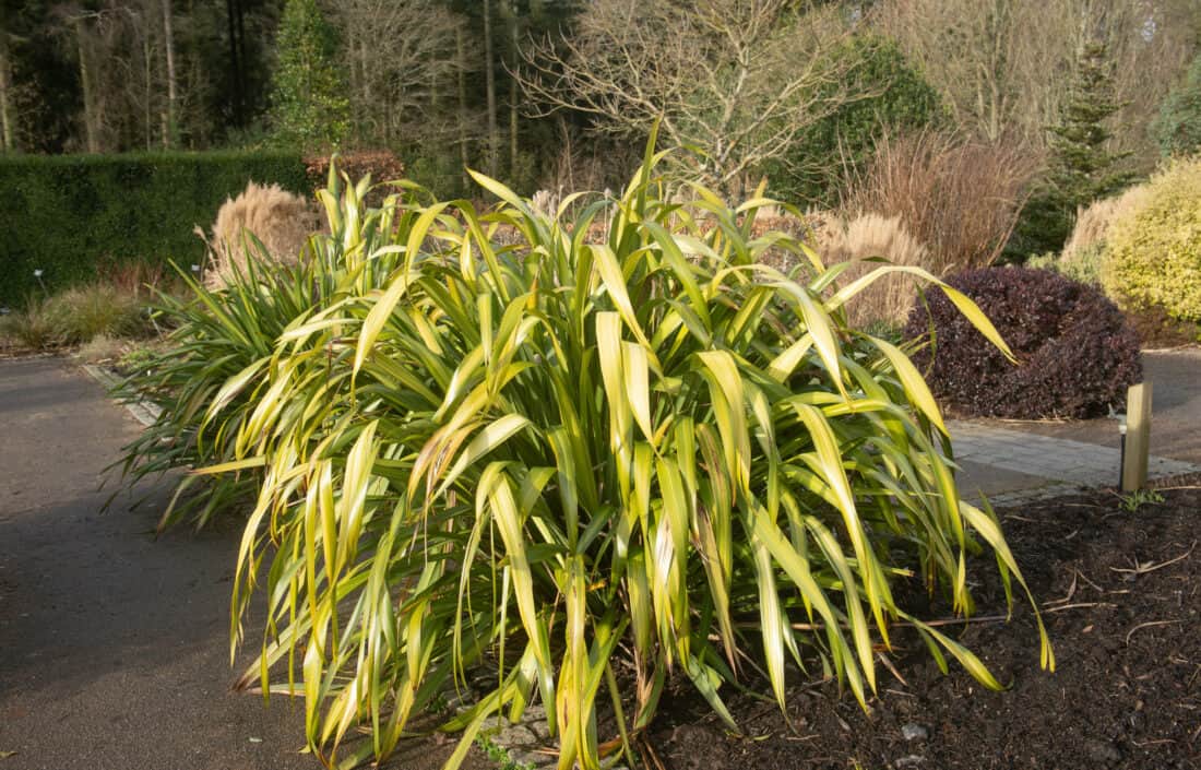 A variegated ornamental New Zealand Flax  (phormium tenax) in a garden setting with mixed plantings in the background.