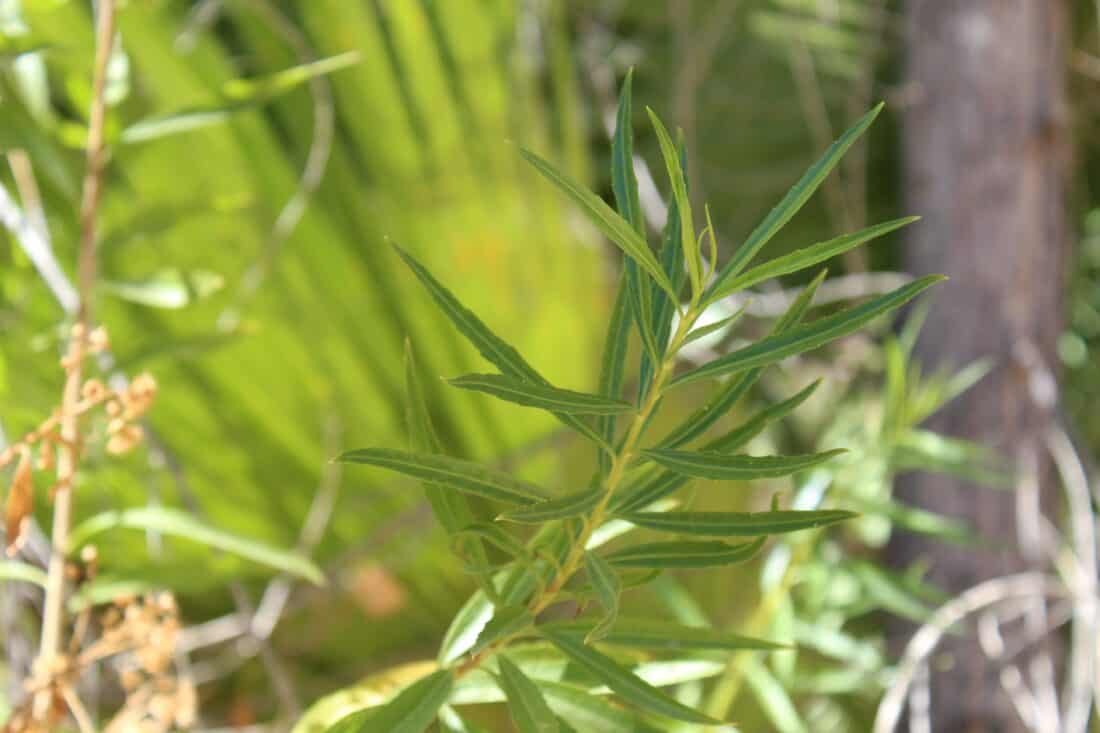 A plant with green leaves near a palm tree.