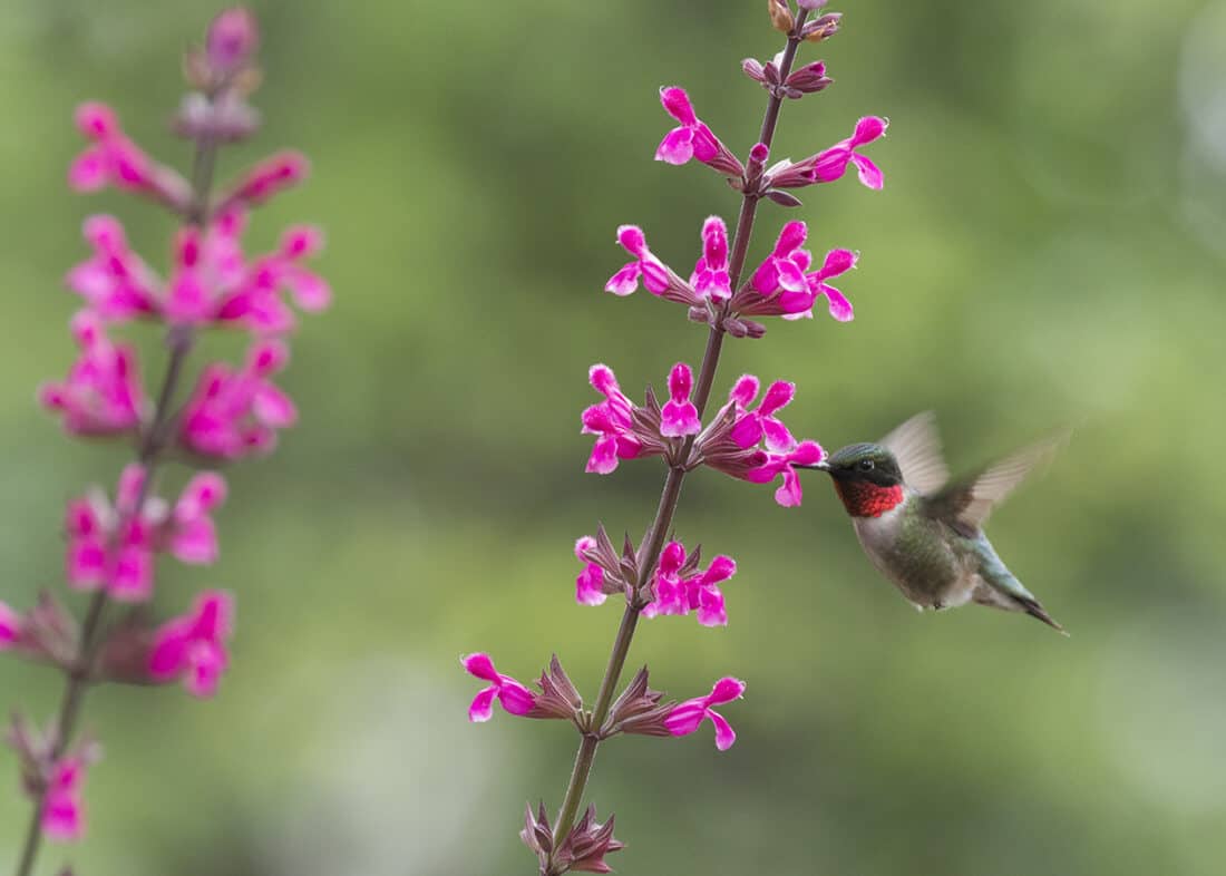 A hummingbird feeding on pink flowers with a blurred green background.