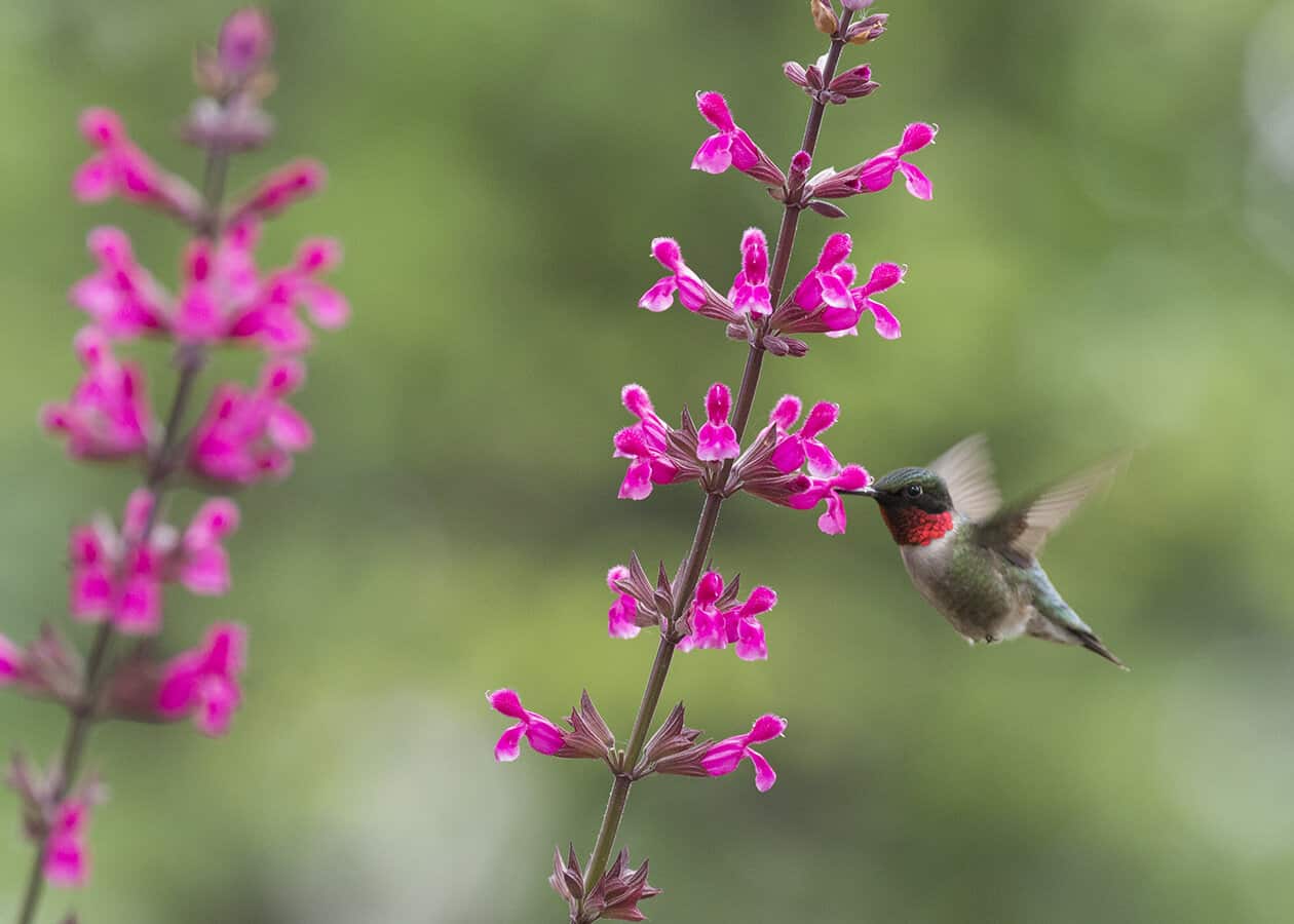A hummingbird feeding on pink flowers with a blurred green background.