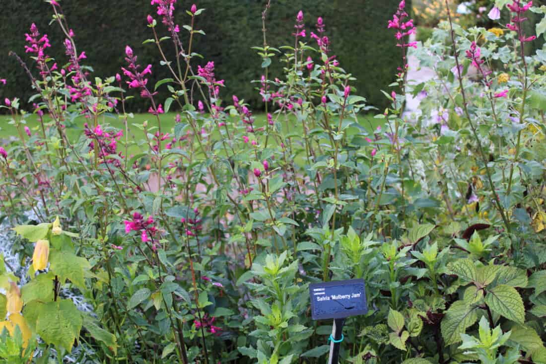 A garden bed with salvia 'wendy's wish' and various foliage plants, featuring an informational plant label in the foreground.