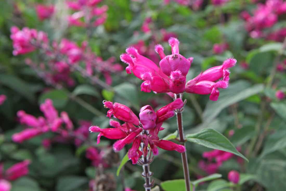 Vibrant pink flowers blooming amidst green foliage.