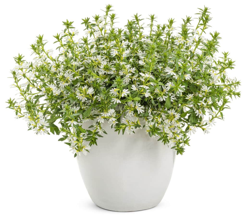 A potted plant with white flowers and green leaves, isolated on a white background.