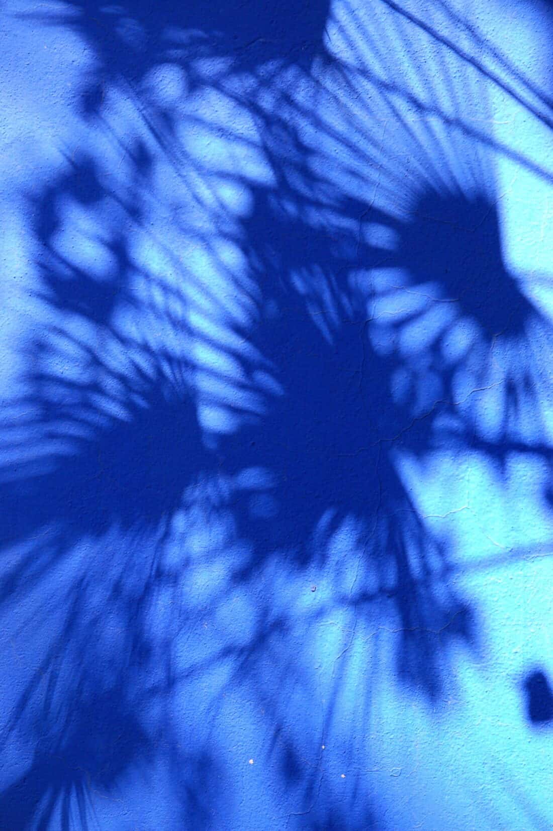 Palm tree shadows cast on the blue textured surface of Majorelle Garden.